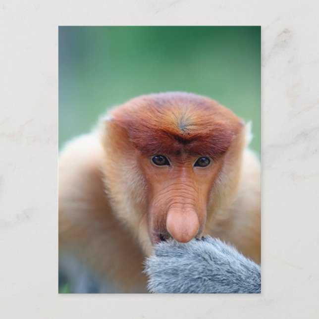 Proboscis Monkey in Borneo. Postkarte (Vorderseite)