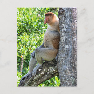 Proboscis Monkey Postkarte