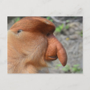 Proboscis Monkey Postkarte