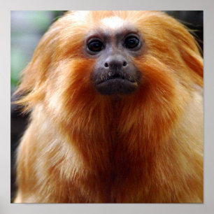 Produkt anpassen poster