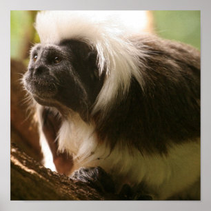 Produkt anpassen poster