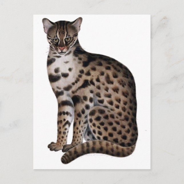 Produkt anpassen postkarte (Vorderseite)