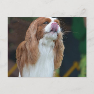 Produkt anpassen postkarte