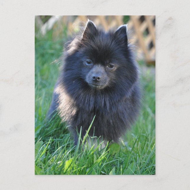 Produkt anpassen postkarte (Vorderseite)