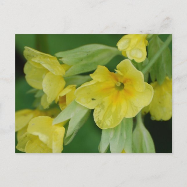 Produkt anpassen postkarte (Vorderseite)