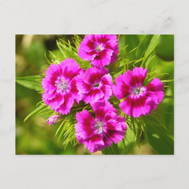 Produkt anpassen postkarte (Vorderseite)
