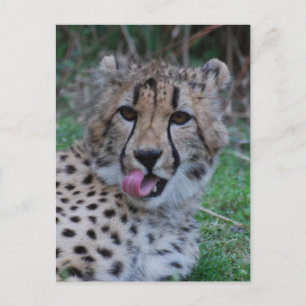 Produkt anpassen postkarte