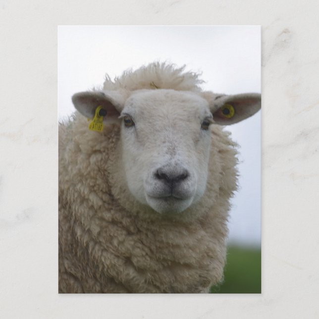 Produkt anpassen postkarte (Vorderseite)