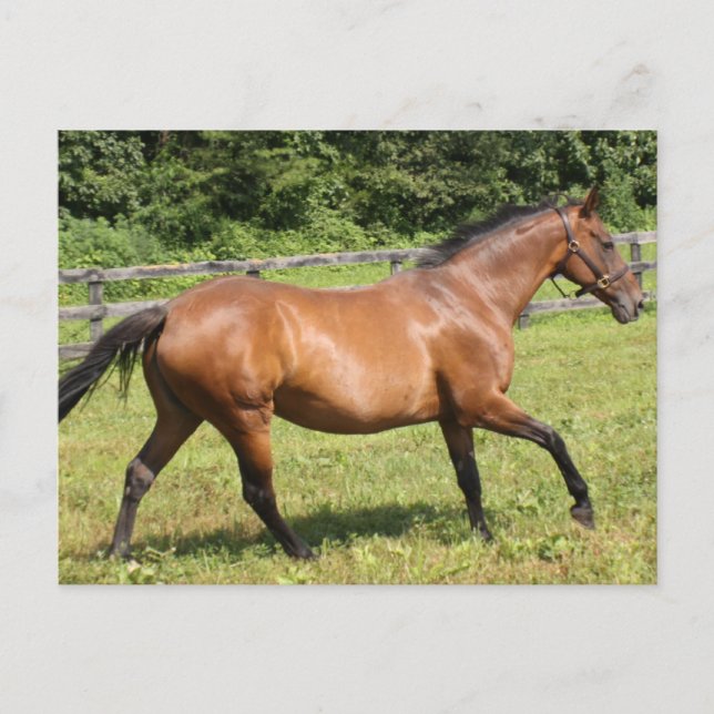 Produkt anpassen postkarte (Vorderseite)