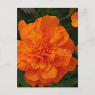 Produkt anpassen postkarte