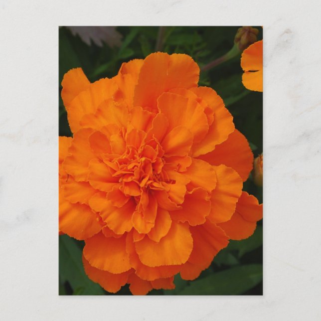 Produkt anpassen postkarte (Vorderseite)