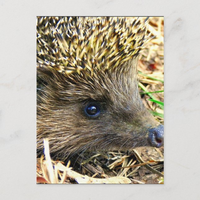 Produkt anpassen postkarte (Vorderseite)