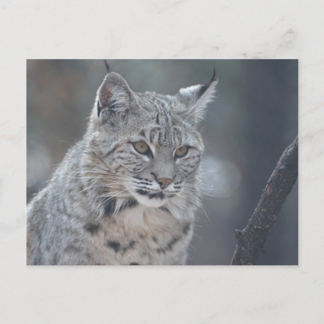 Produkt anpassen postkarte (Vorderseite)