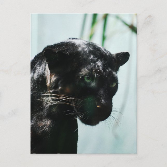 Produkt anpassen postkarte (Vorderseite)