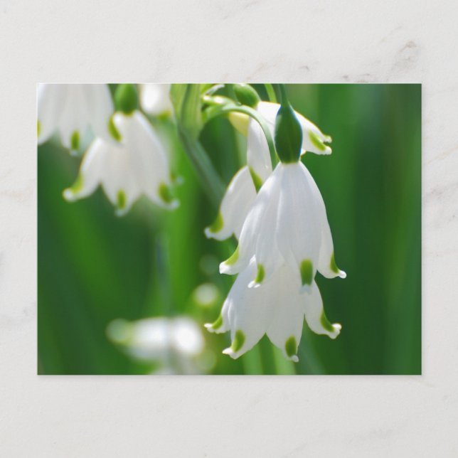 Produkt anpassen postkarte (Vorderseite)