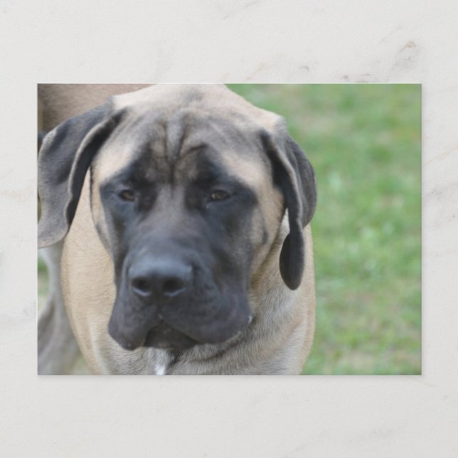 Produkt anpassen postkarte (Vorderseite)