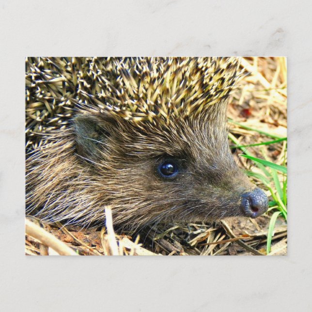 Produkt anpassen postkarte (Vorderseite)