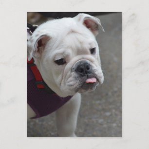 Produkt anpassen postkarte