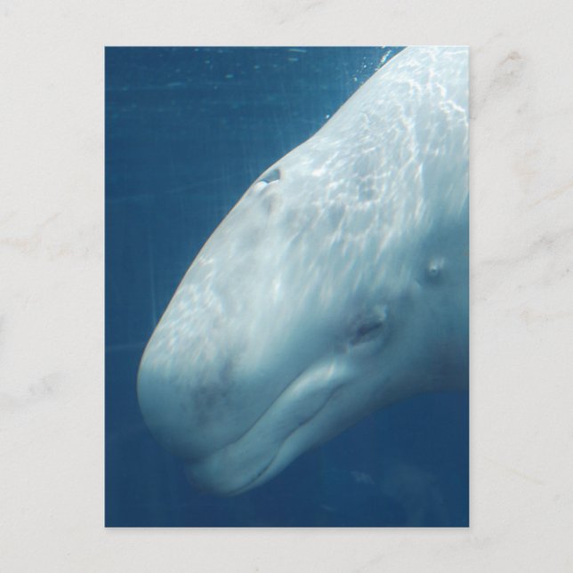 Produkt anpassen postkarte (Vorderseite)