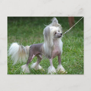 Produkt anpassen postkarte