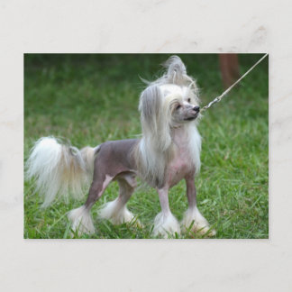Produkt anpassen postkarte