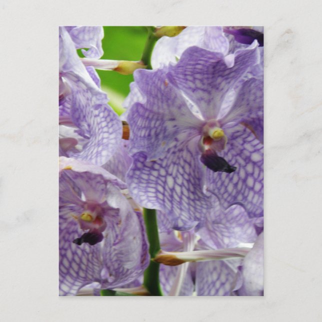 Produkt anpassen postkarte (Vorderseite)