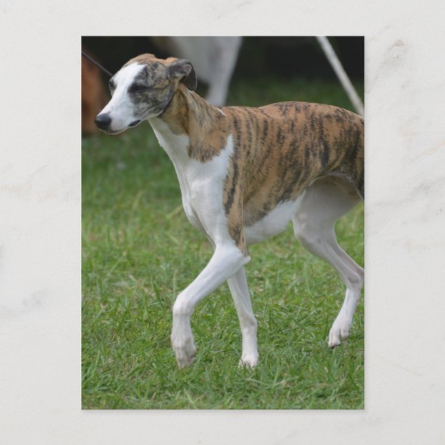 Produkt anpassen postkarte (Vorderseite)