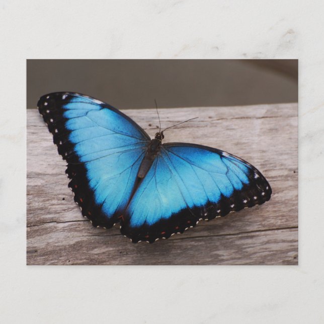 Produkt anpassen postkarte (Vorderseite)