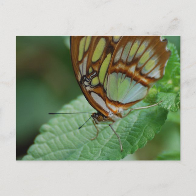 Produkt anpassen postkarte (Vorderseite)