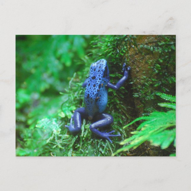 Produkt anpassen postkarte (Vorderseite)