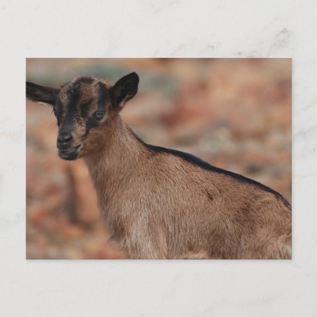 Produkt anpassen postkarte (Vorderseite)