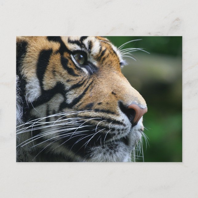 Produkt anpassen postkarte (Vorderseite)