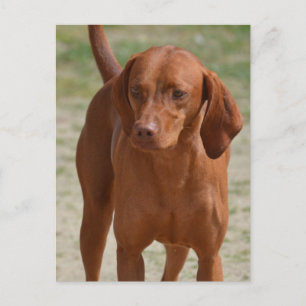 Produkt anpassen postkarte