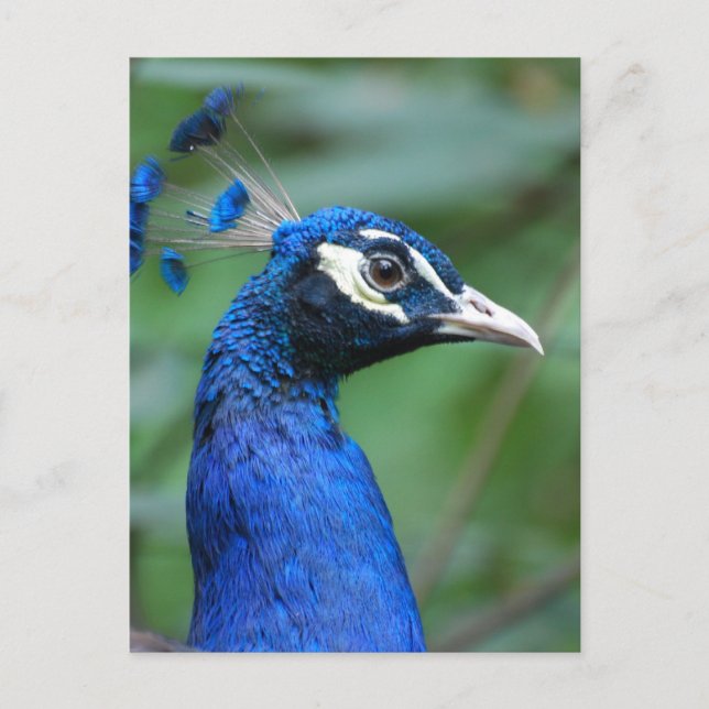 Produkt anpassen postkarte (Vorderseite)