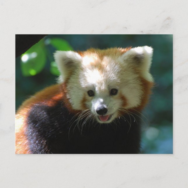 Produkt anpassen postkarte (Vorderseite)