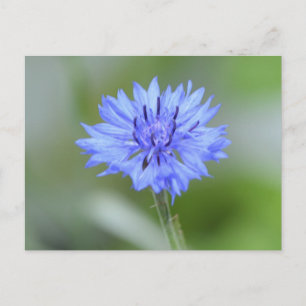 Produkt anpassen postkarte