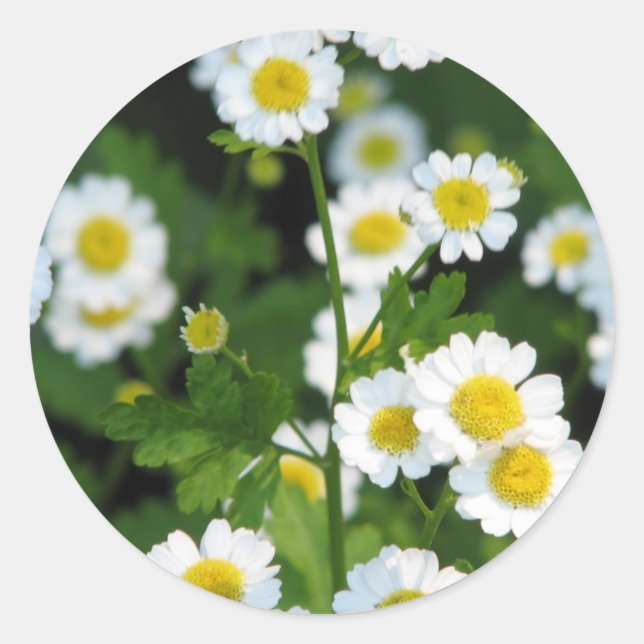 Produkt anpassen runder aufkleber (Vorderseite)