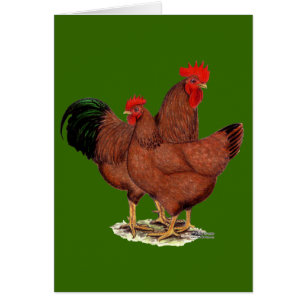 Produktions-Rot-Hühner