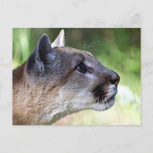 Profil der Berglionen Postkarte