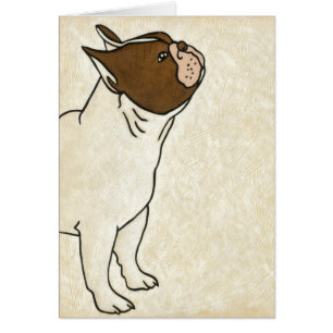 Profil der französischen Bulldogge oben schauend