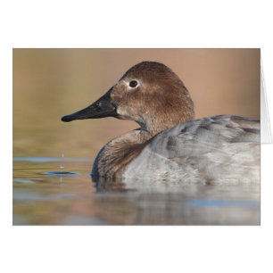 Profil der weiblichen Canvasback-Ente