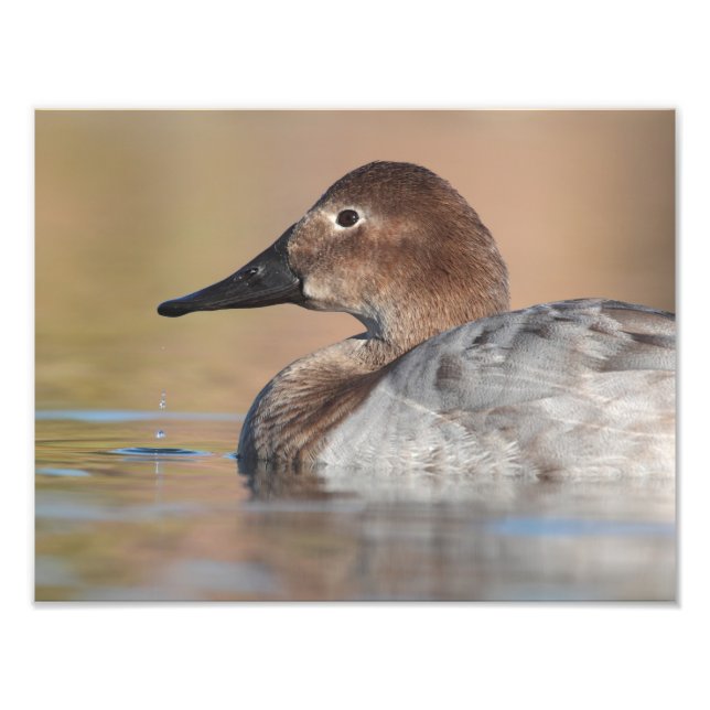Profil der weiblichen Canvasback-Ente Fotodruck (Vorne)