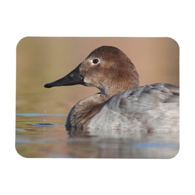 Profil der weiblichen Canvasback-Ente Magnet (Horizontal)