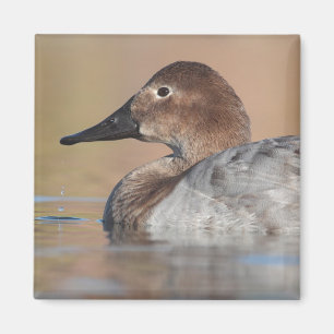 Profil der weiblichen Canvasback-Ente Magnet