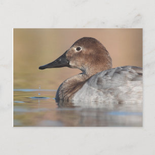 Profil der weiblichen Canvasback-Ente Postkarte
