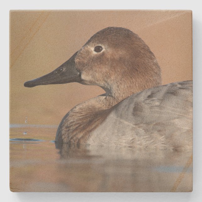 Profil der weiblichen Canvasback-Ente Steinuntersetzer (Vorderseite)