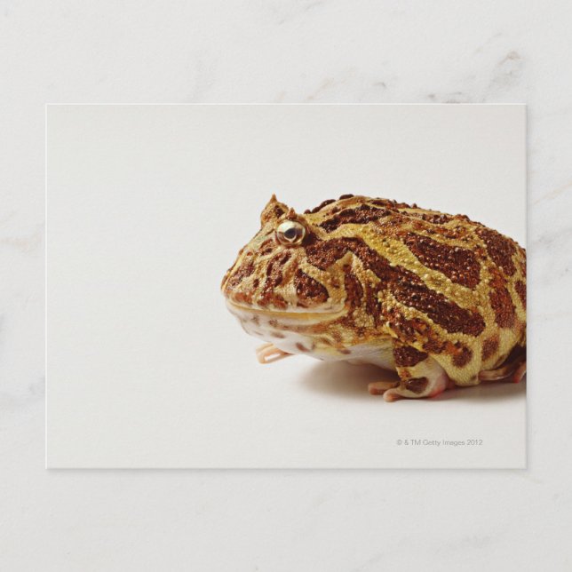 Profil des argentinischen Horned Frogs Postkarte (Vorderseite)