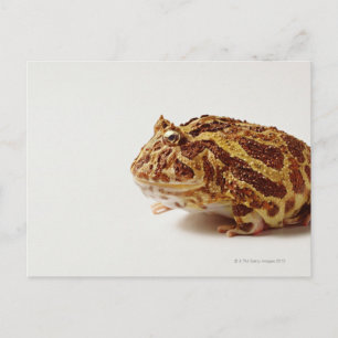 Profil des argentinischen Horned Frogs Postkarte