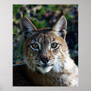 Profil des sibirischen Luchs Poster