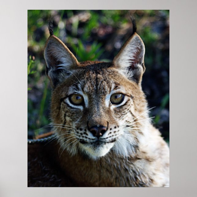 Profil des sibirischen Luchs Poster (Vorne)